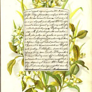 PAS0006 V.A.E. (Veritable Antique Elements) Papel arroz "Paspartum con escritura"