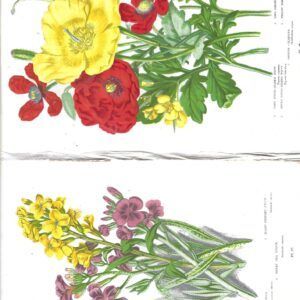 PAS0031 V.A.E. (Veritable Antique Elements) Papel Arroz "Botánica 2"