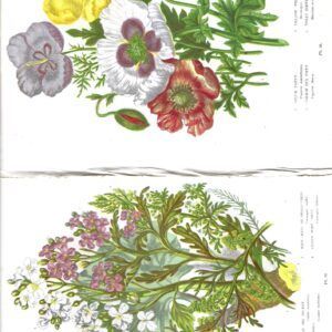PAS0033 V.A.E. (Veritable Antique Elements) Papel Arroz "Botánica 3"